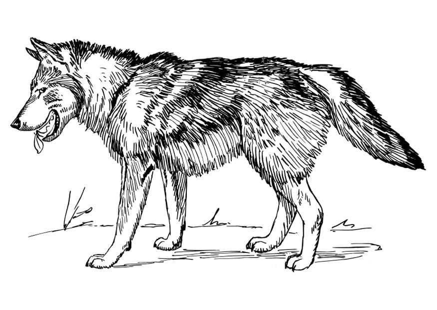 contoh sketsa serigala
