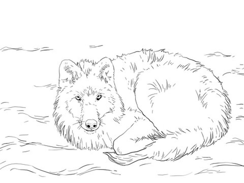 free wolf coloring pages to print