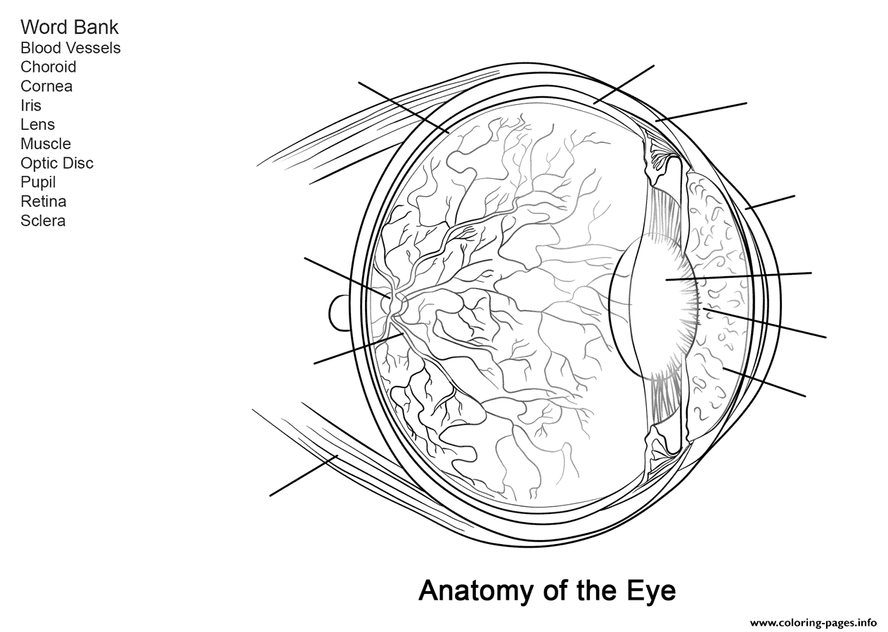 gambar anatomi sketsa mata