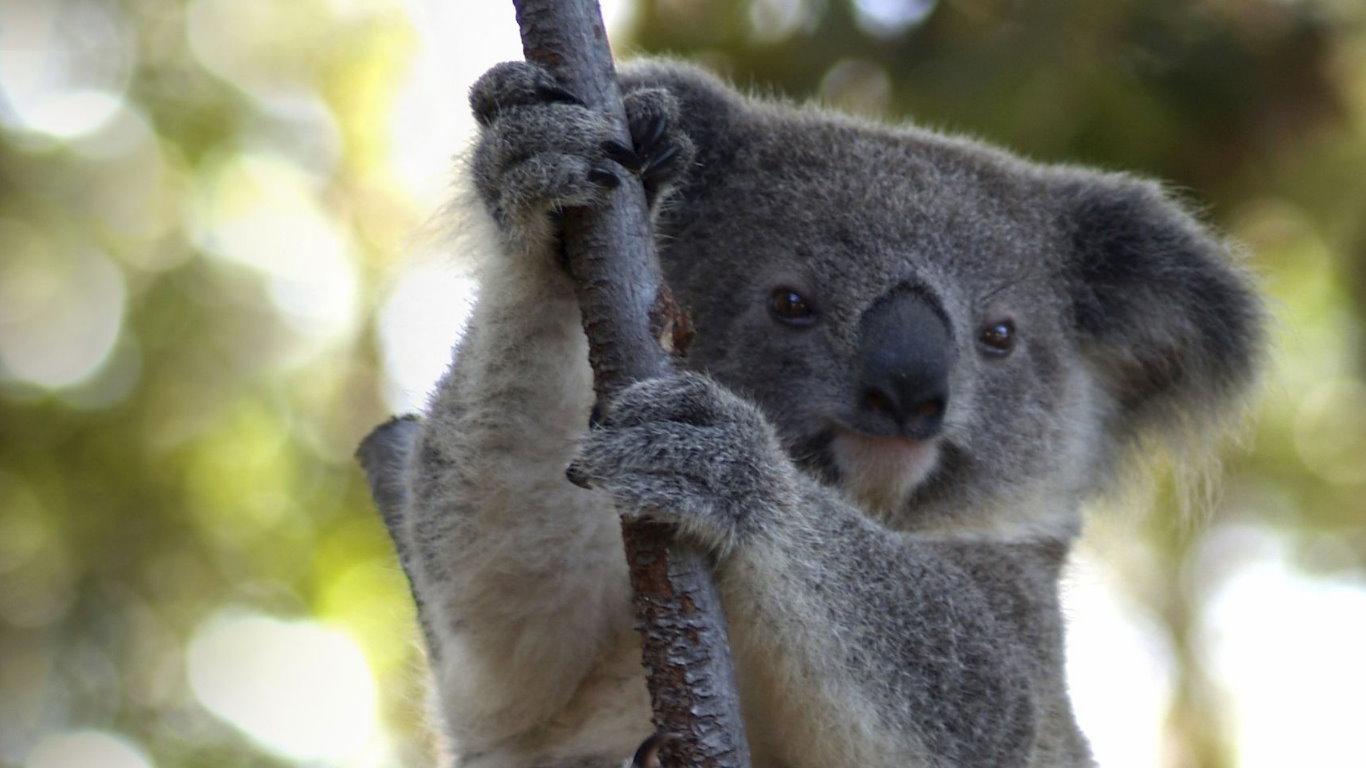 gambar binatang koala