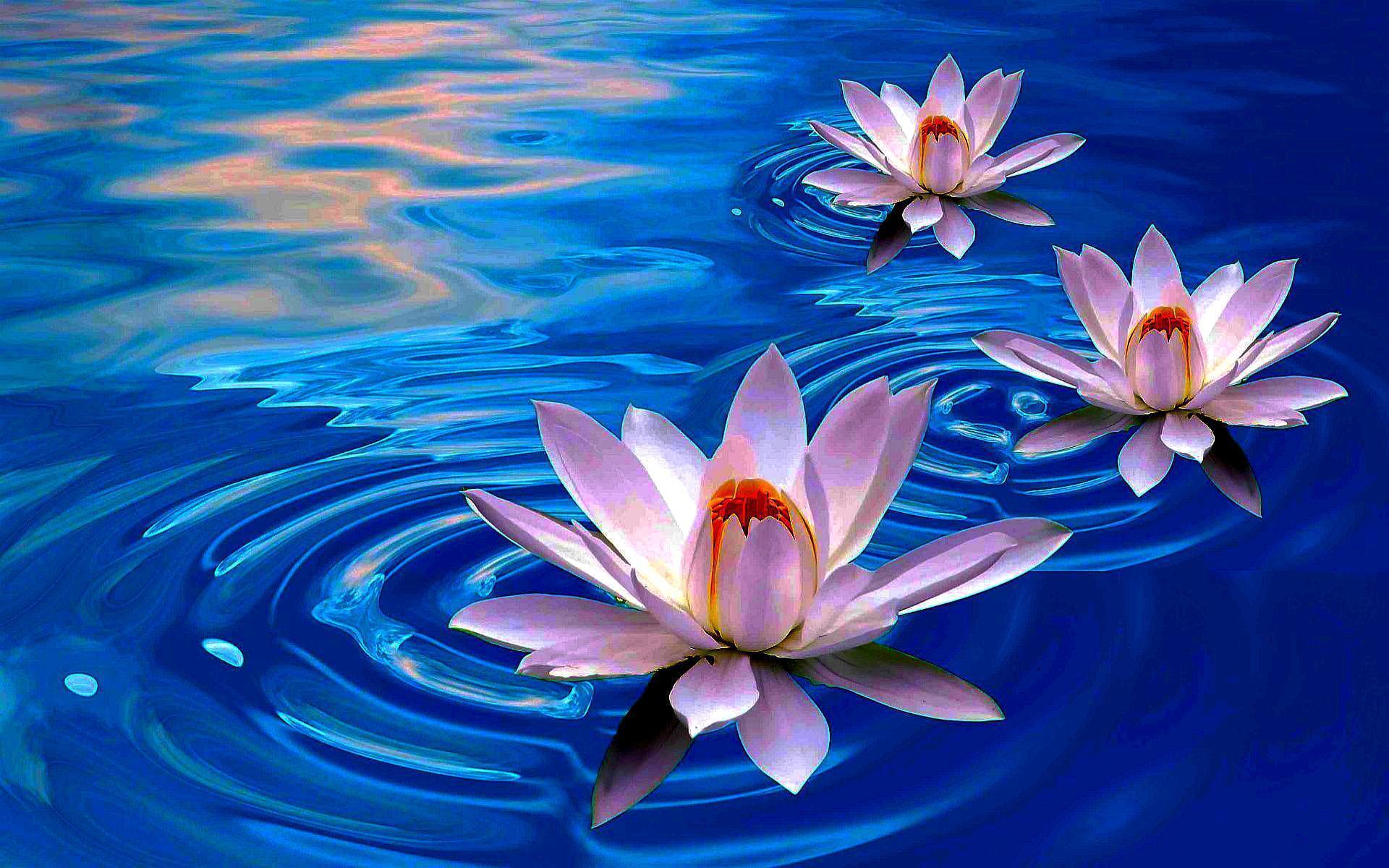 gambar bunga teratai air