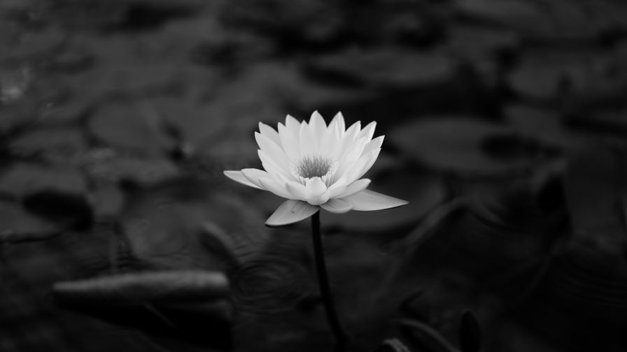 gambar bunga teratai hitam putih