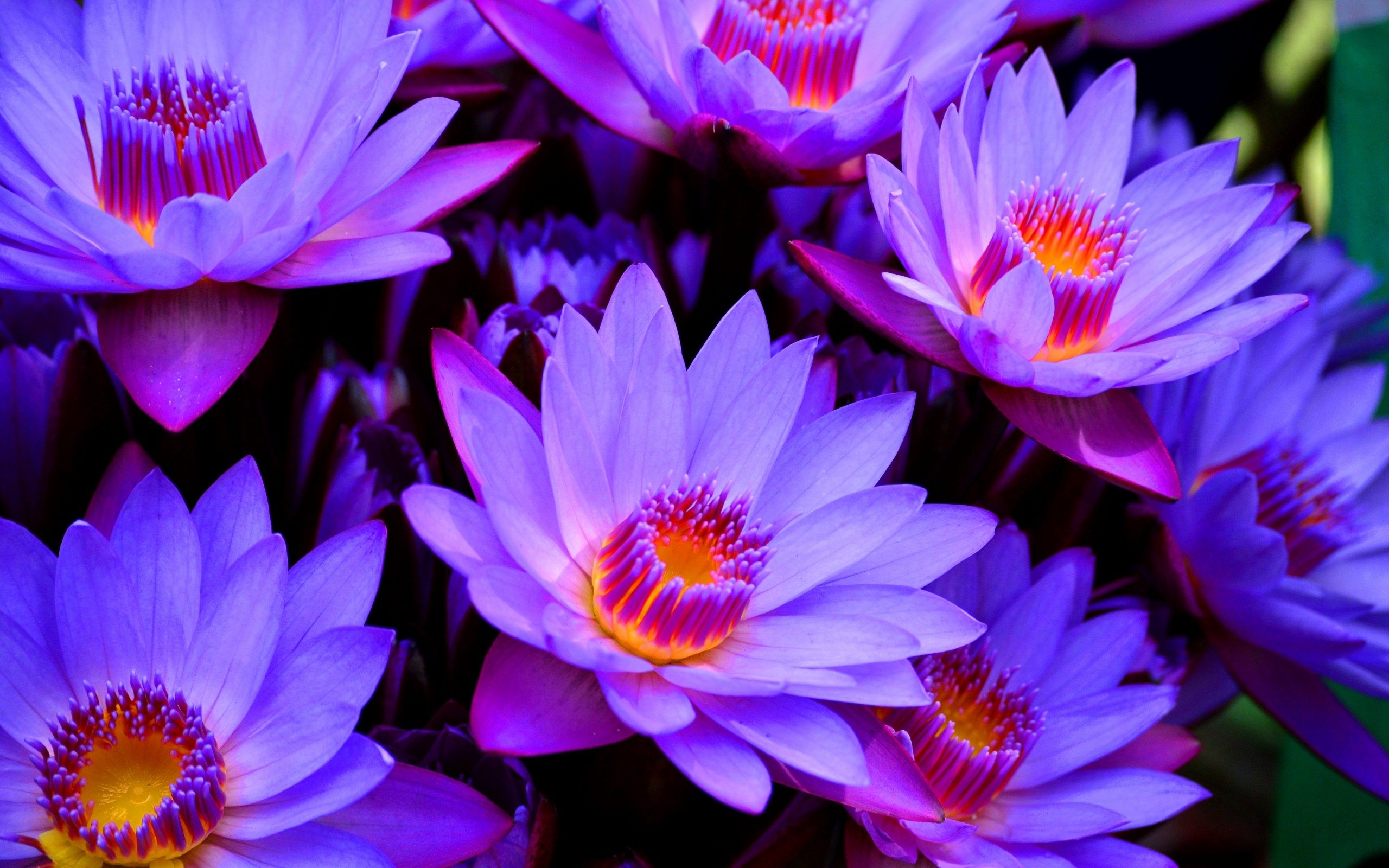 gambar bunga teratai purple