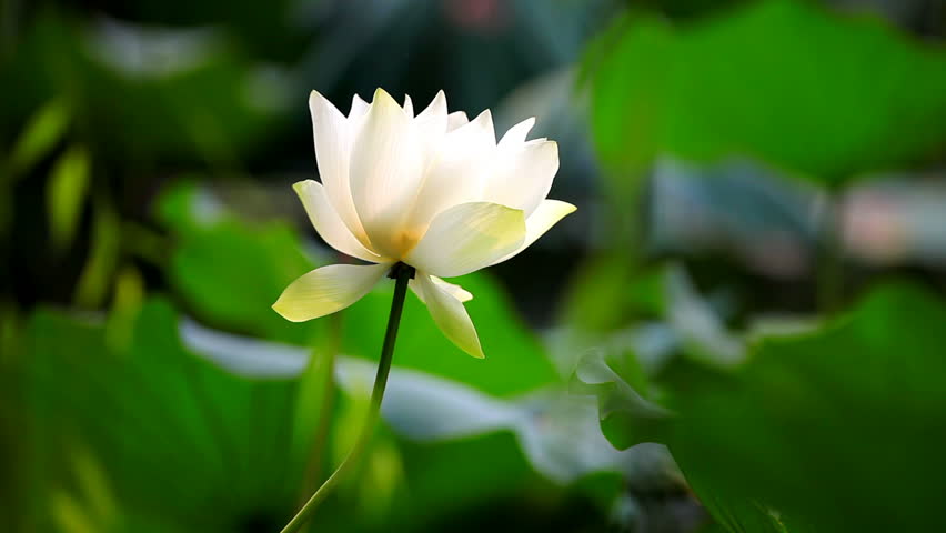 gambar bunga teratai putih indah