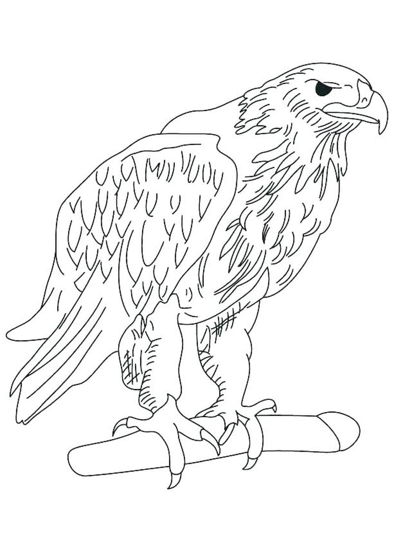 gambar contoh sketsa burung elang