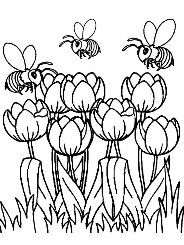 gambar gambar sketsa bunga tulip
