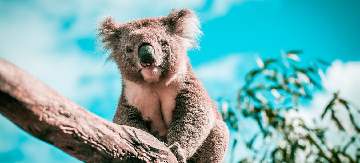 gambar hd binatang koala