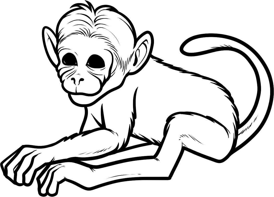 gambar hd sketsa monyet