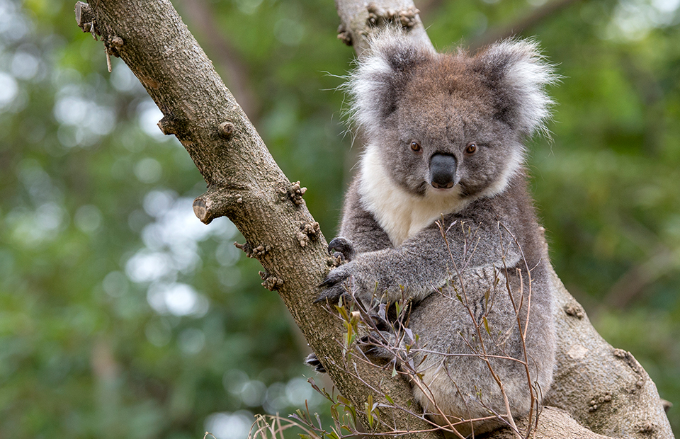 gambar hewan anak koala