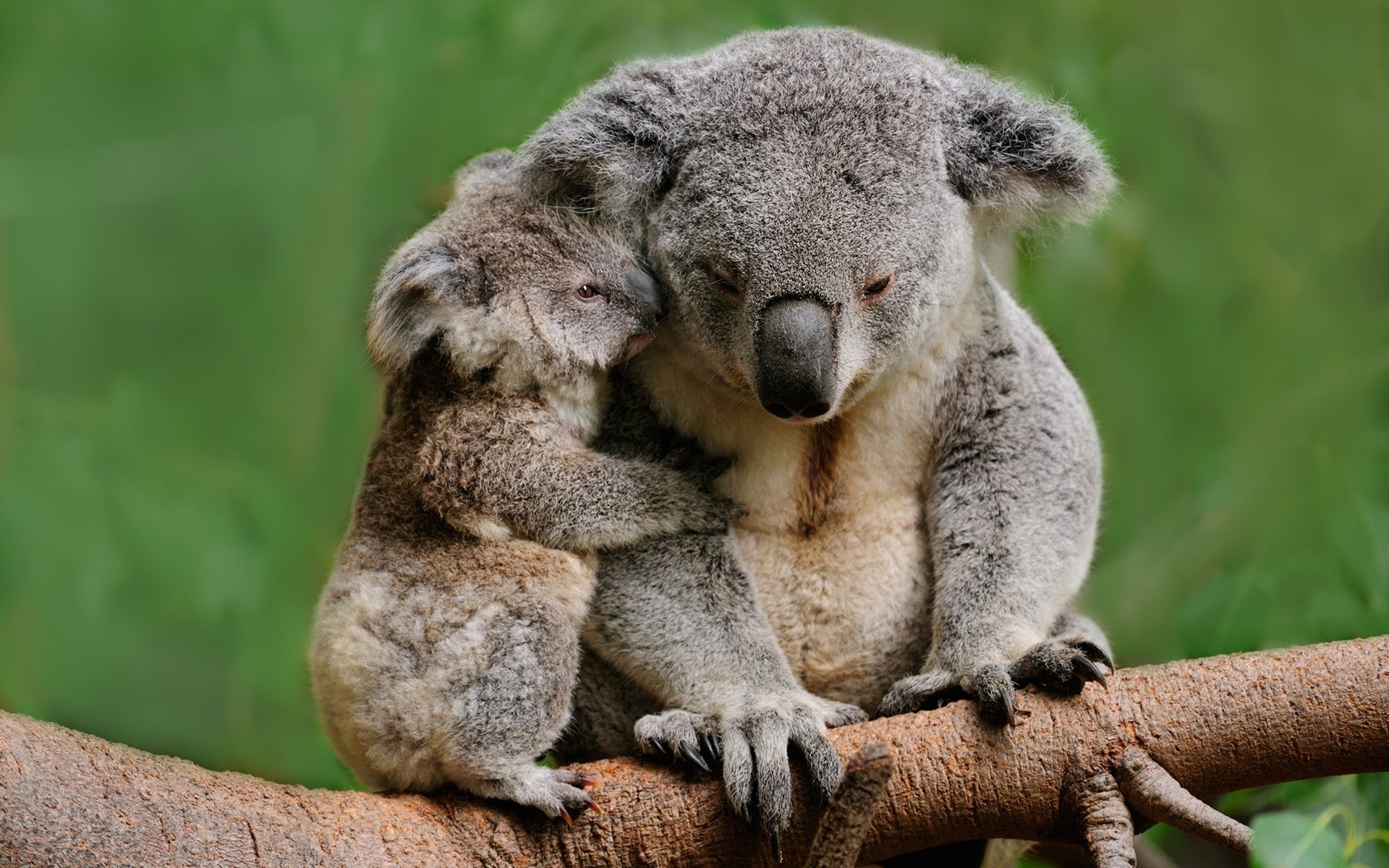gambar hewan koala lucu