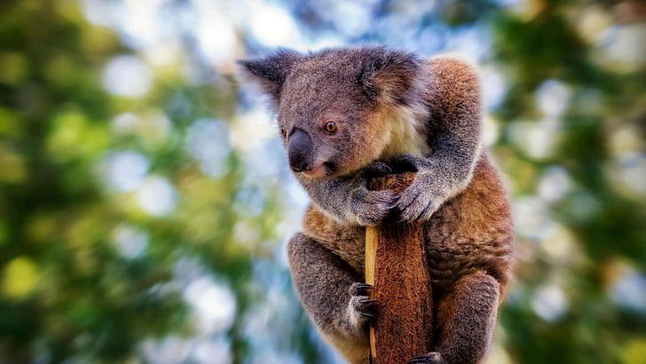 gambar hewan koala