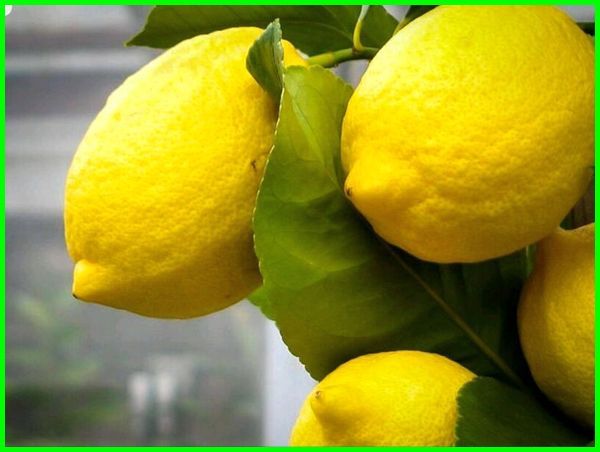 gambar jeruk Lemon Eureka