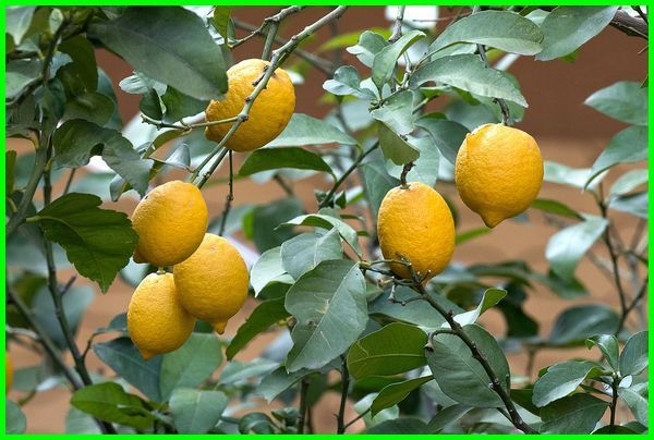 gambar jeruk Lemon Interdonato