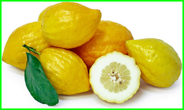 gambar jeruk Lemon Sitrun