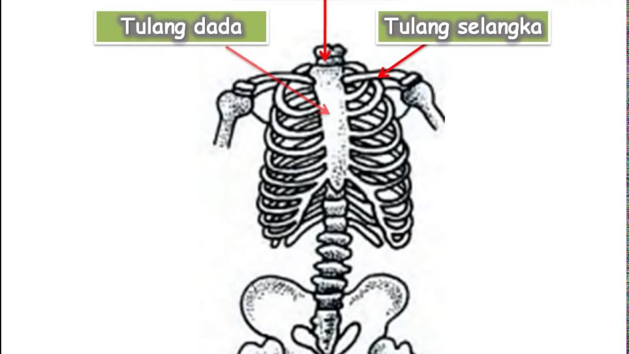 gambar kerangka tulang dan rangka badan manusia