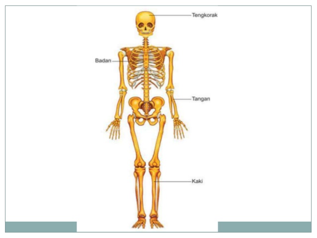 gambar kerangka tulang tubuh manusia