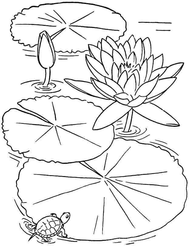 gambar keren sketsa bunga teratai