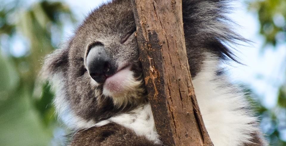 gambar koala binatang lucu