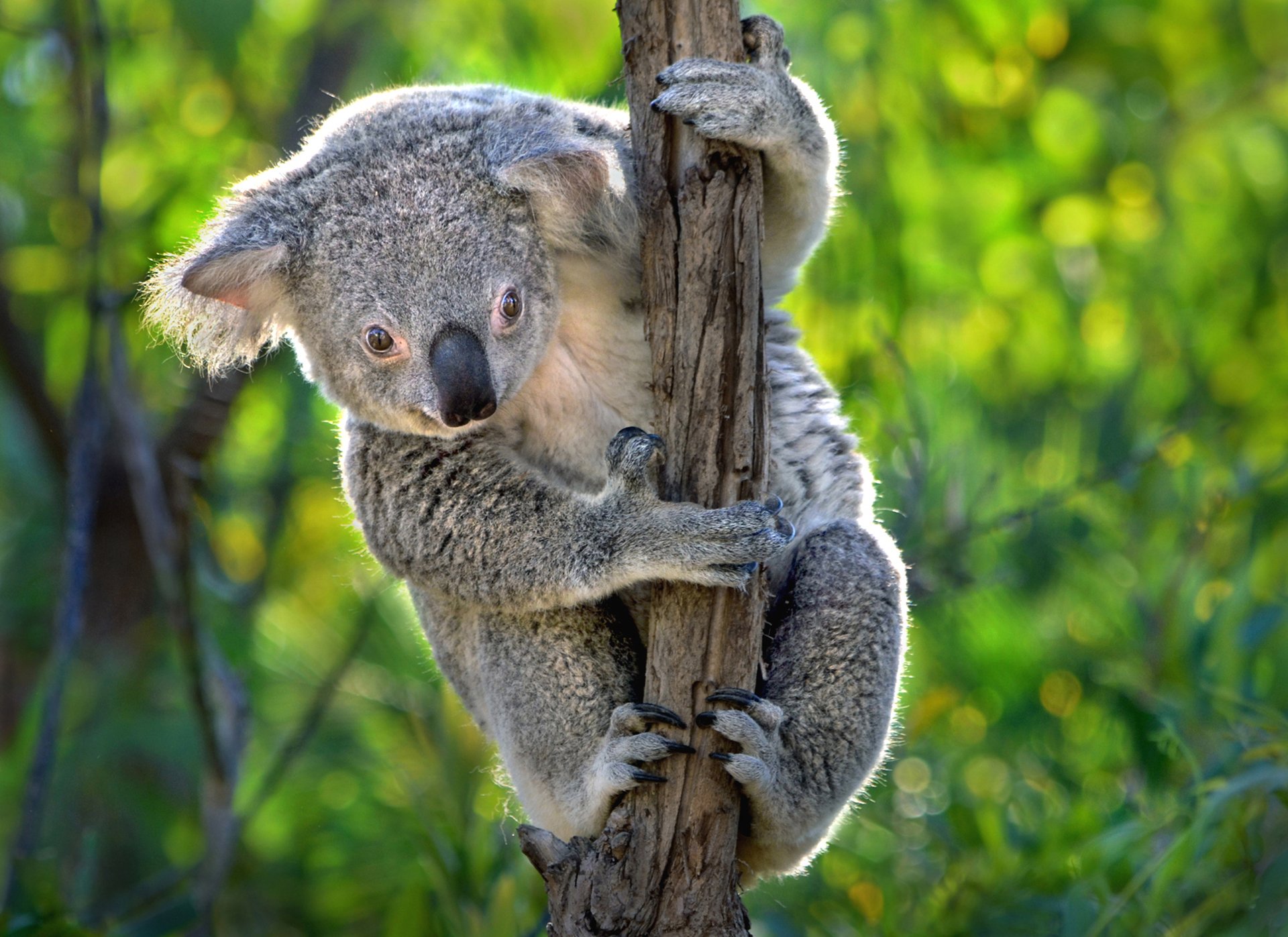gambar koala lucu hd