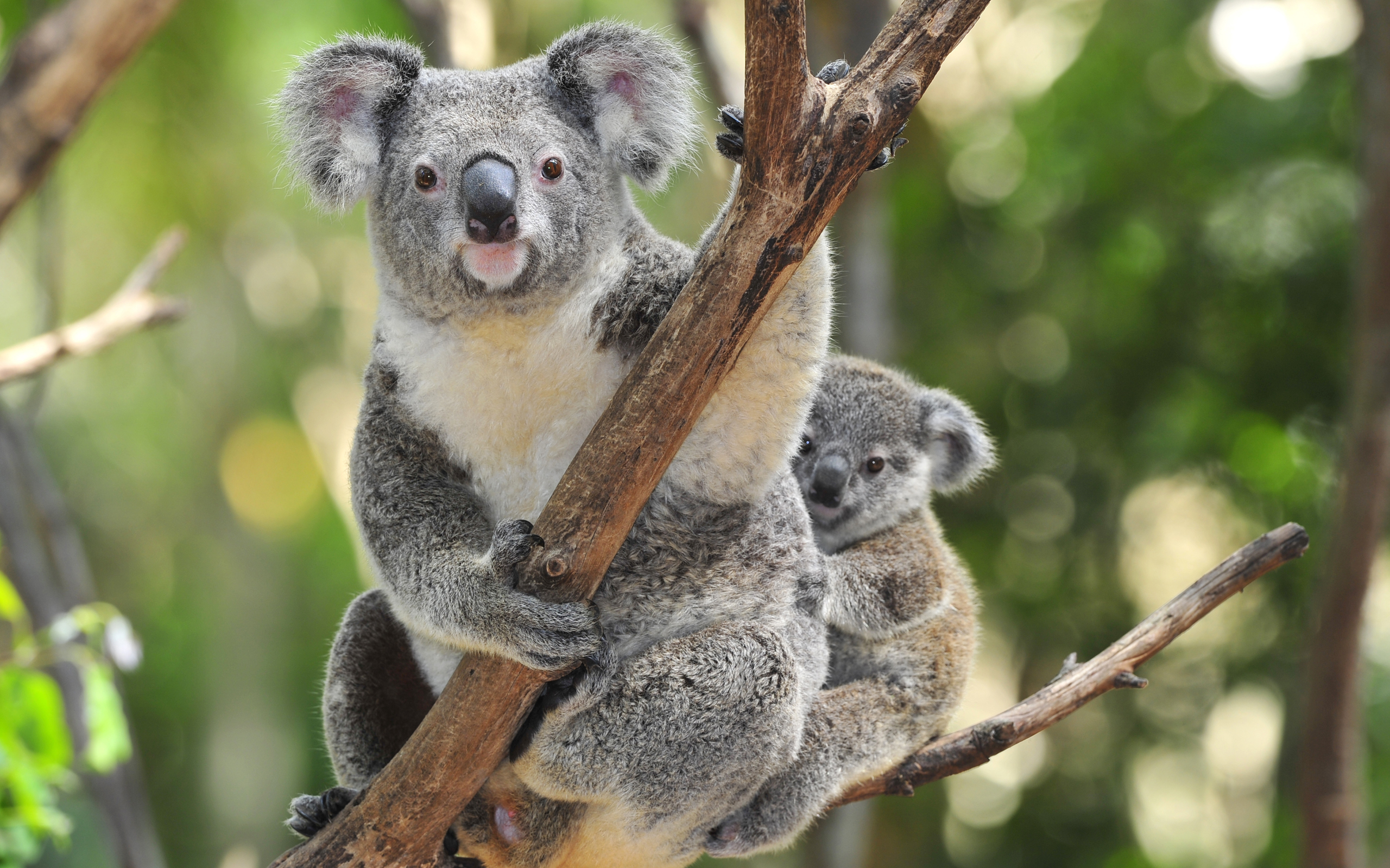 gambar koala lucu