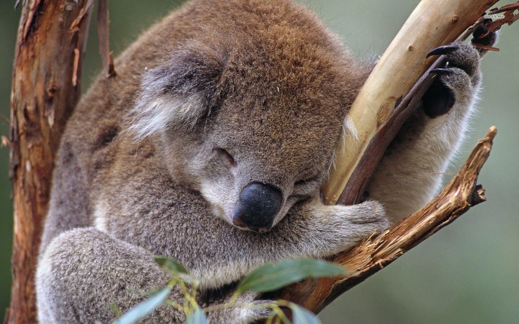 gambar koala sedang tidur