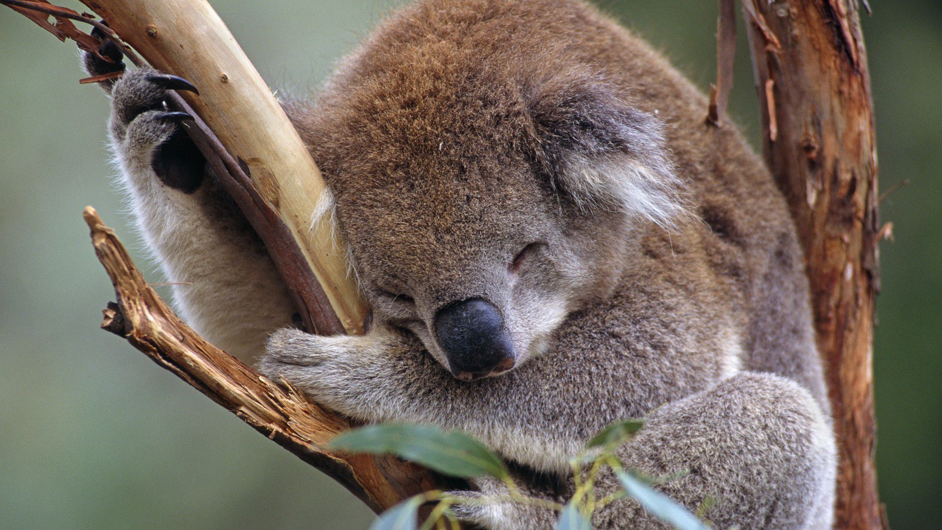 gambar koala tidur