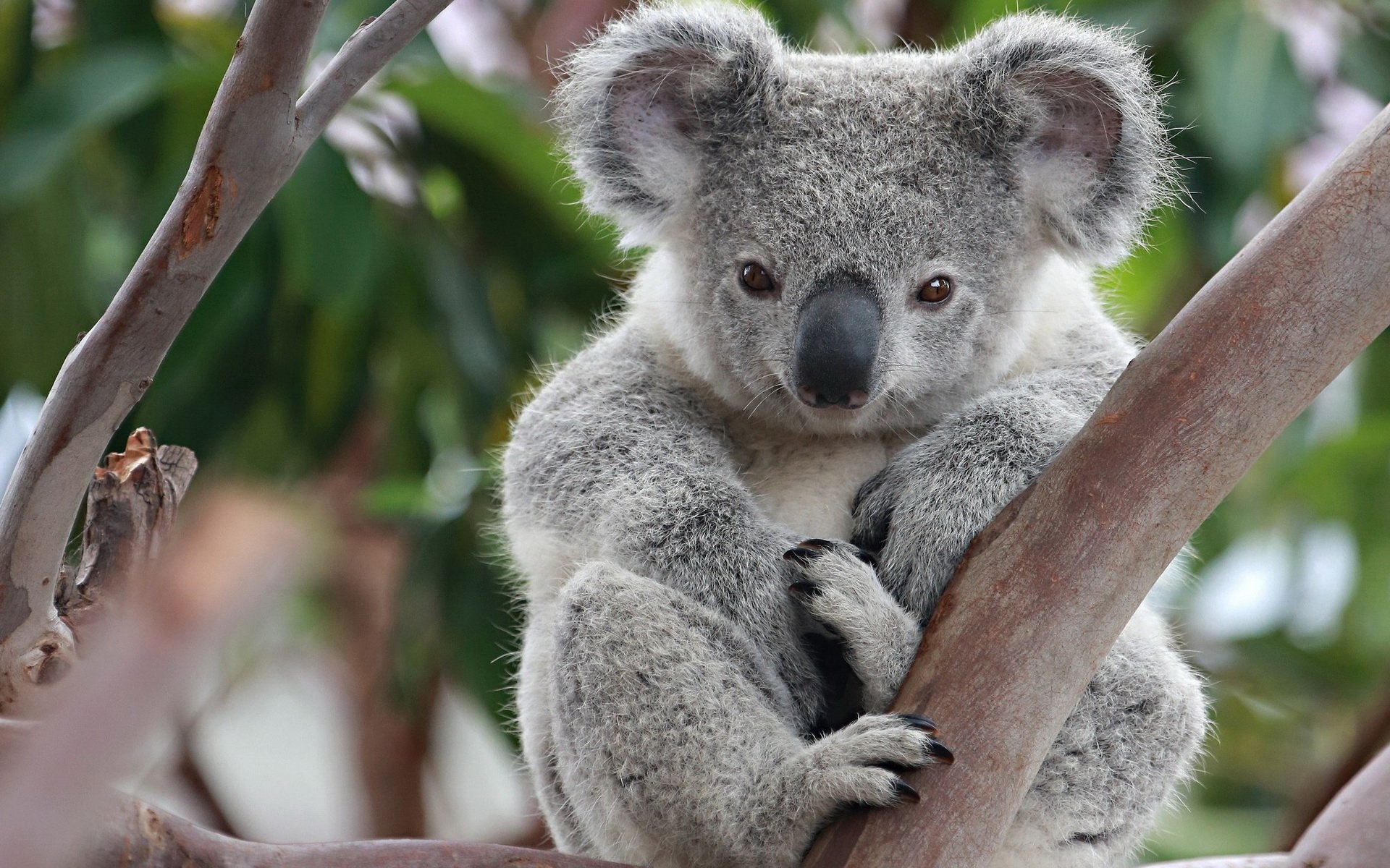 gambar koala