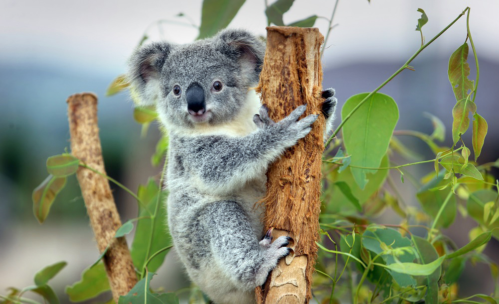 gambar lucu anak koala