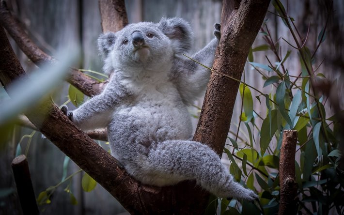 gambar lucu hewan koala wallpaper