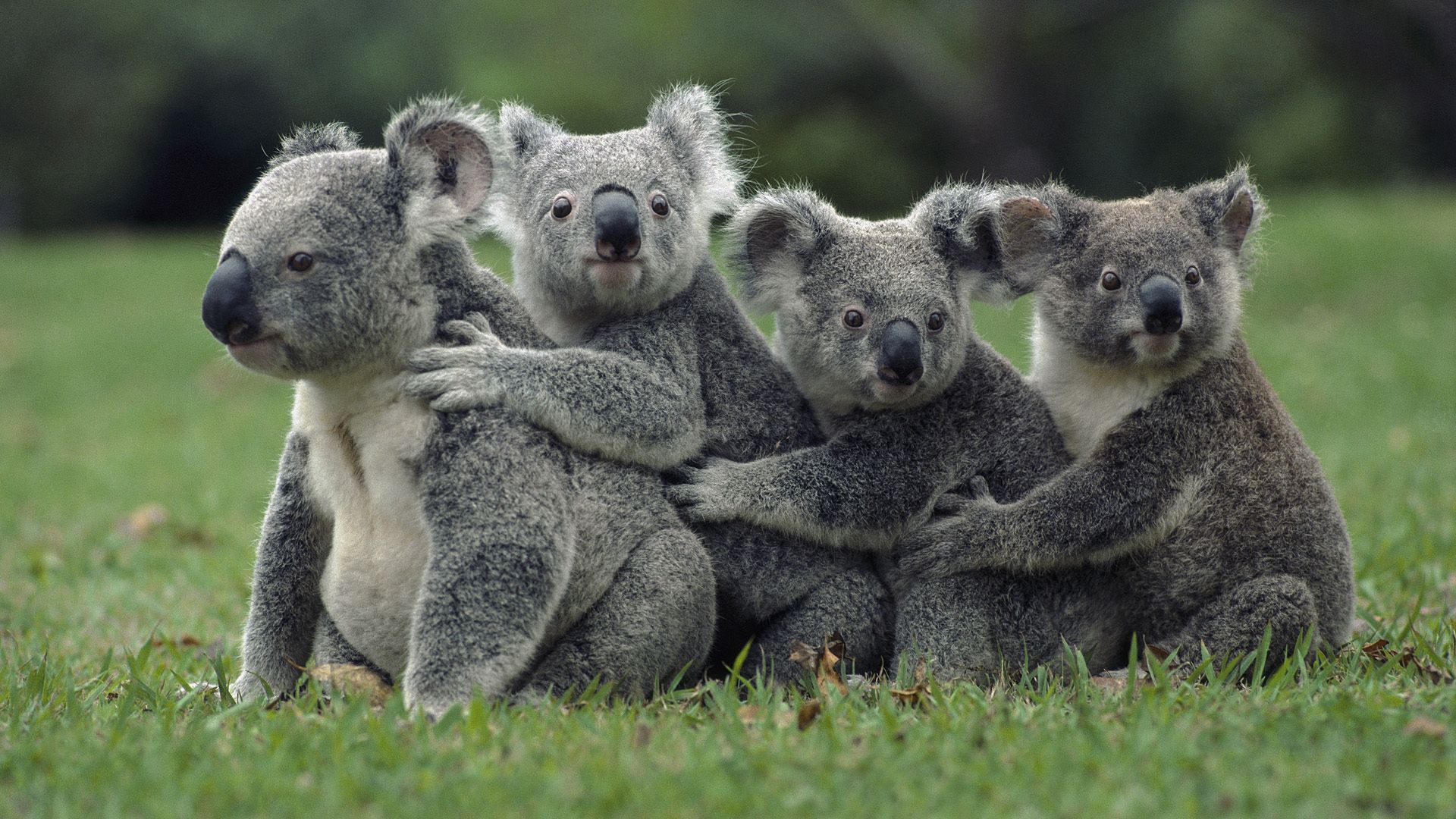 gambar lucu hewan koala
