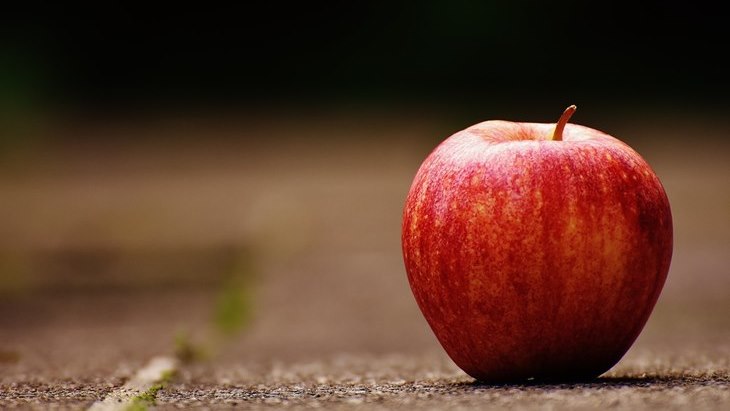 gambar pohon apel