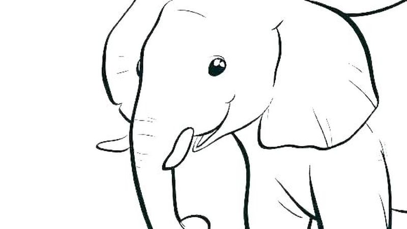 gambar sketsa anak gajah