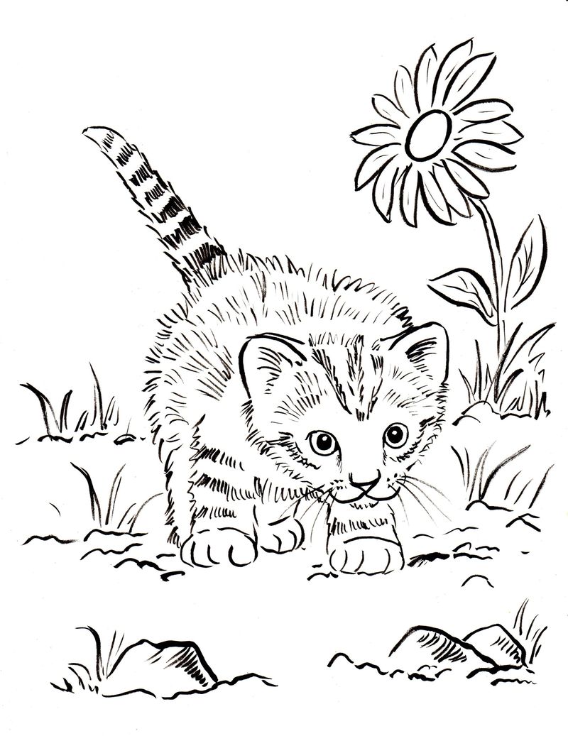 gambar sketsa anak kucing hd