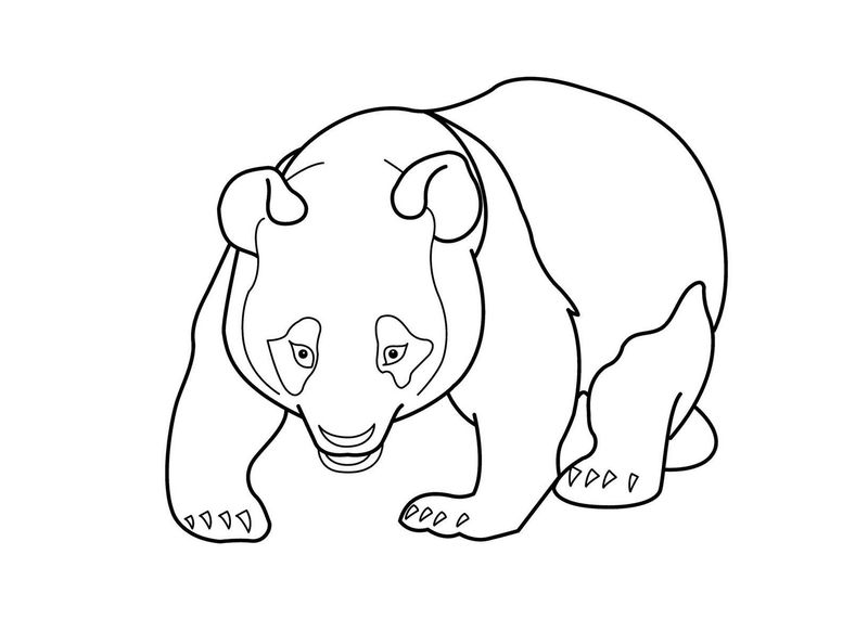 gambar sketsa anak panda