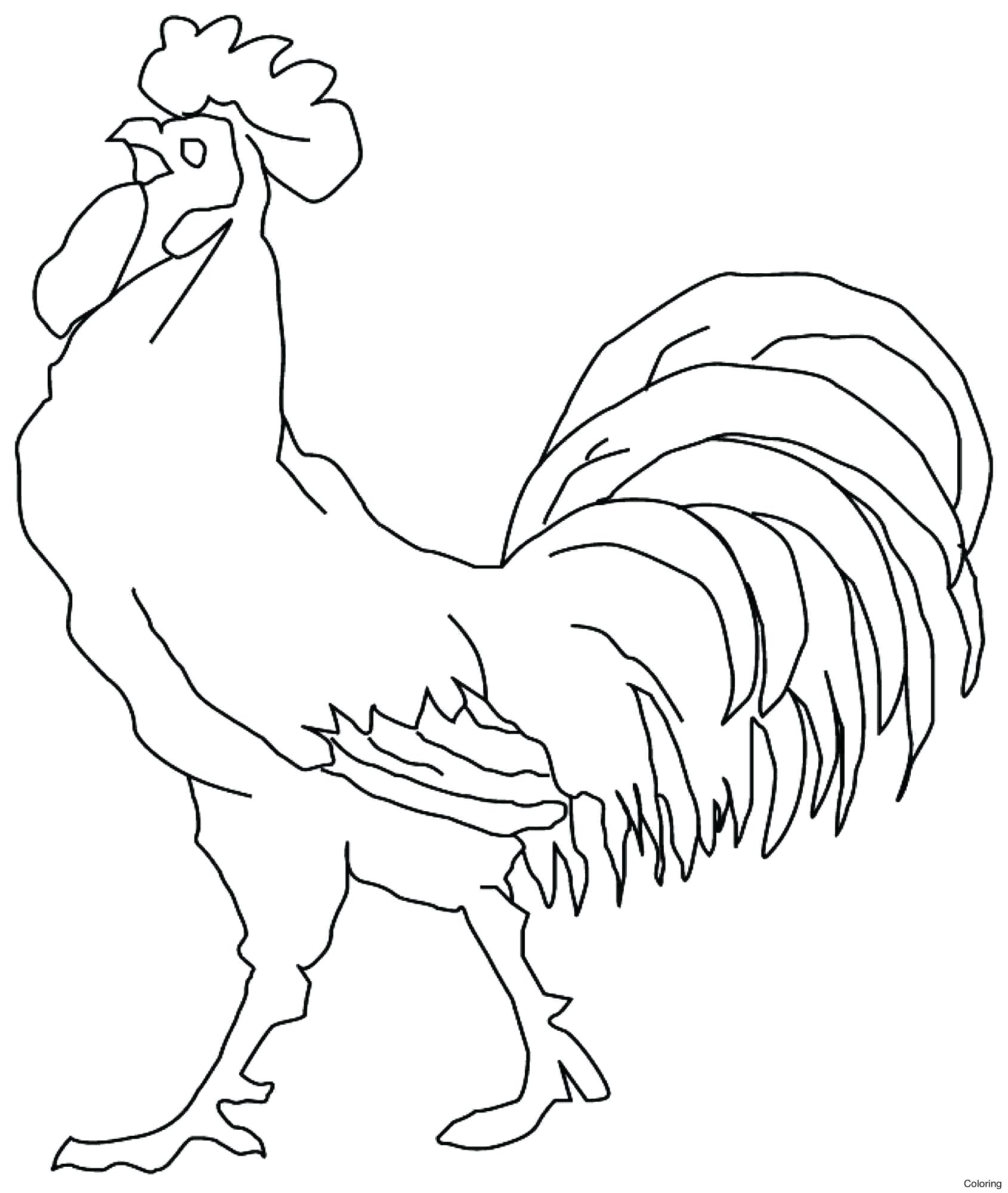 gambar sketsa ayam jantan hd