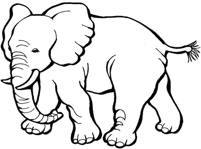 gambar sketsa binatang gajah