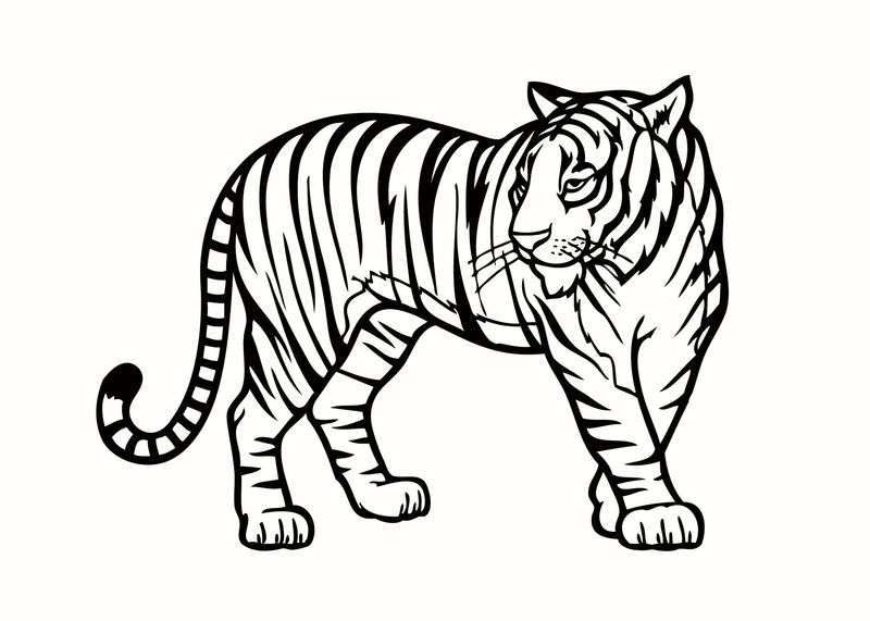 gambar sketsa binatang harimau
