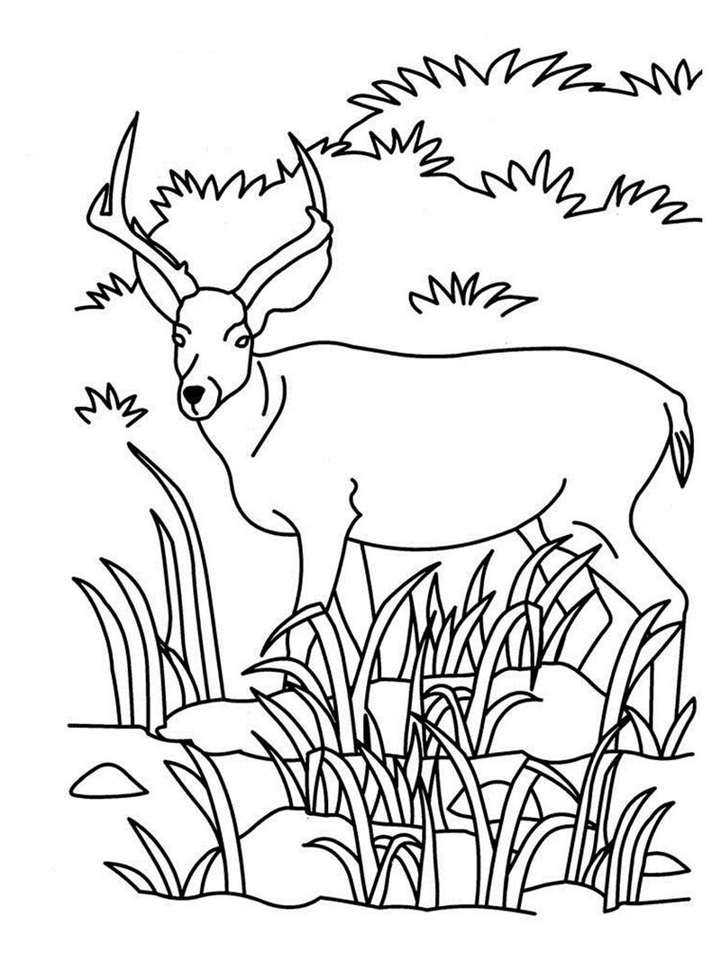 gambar sketsa binatang rusa