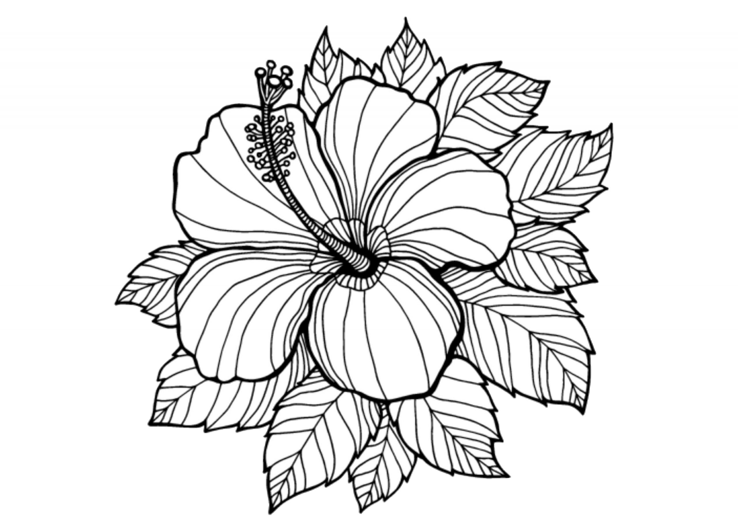 gambar sketsa bunga cantik hd