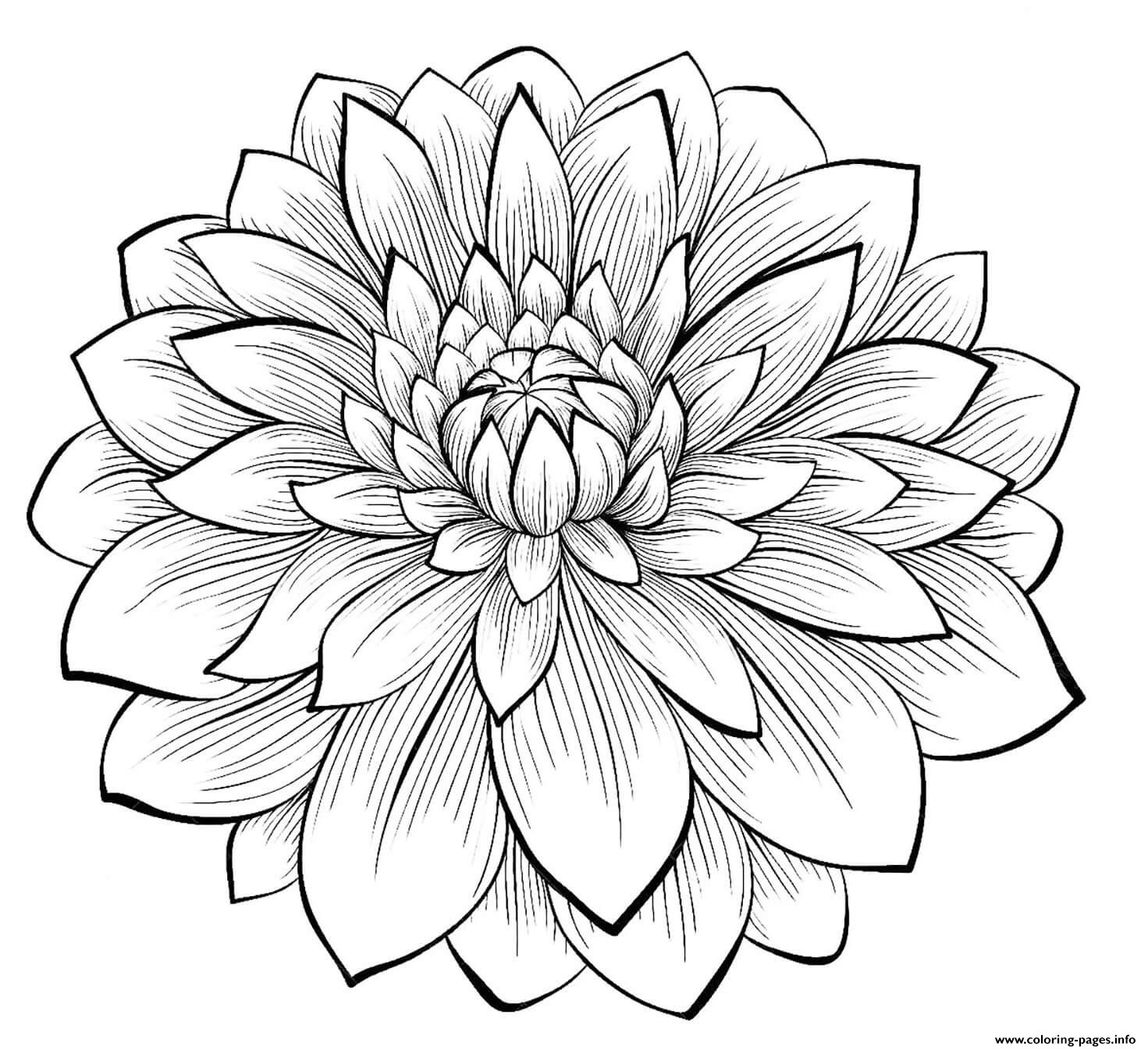 gambar sketsa bunga indah