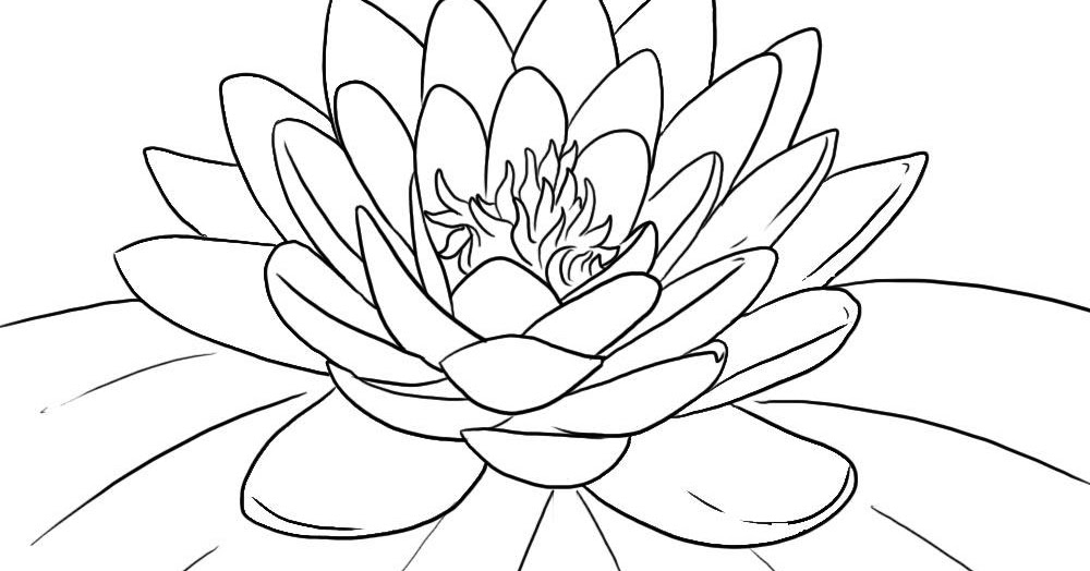 gambar sketsa bunga lotus