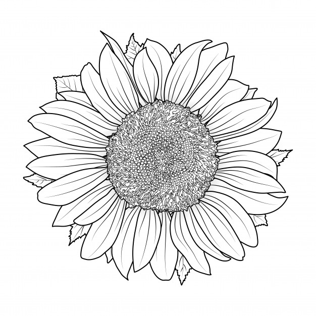 gambar sketsa bunga matahari diwarnai