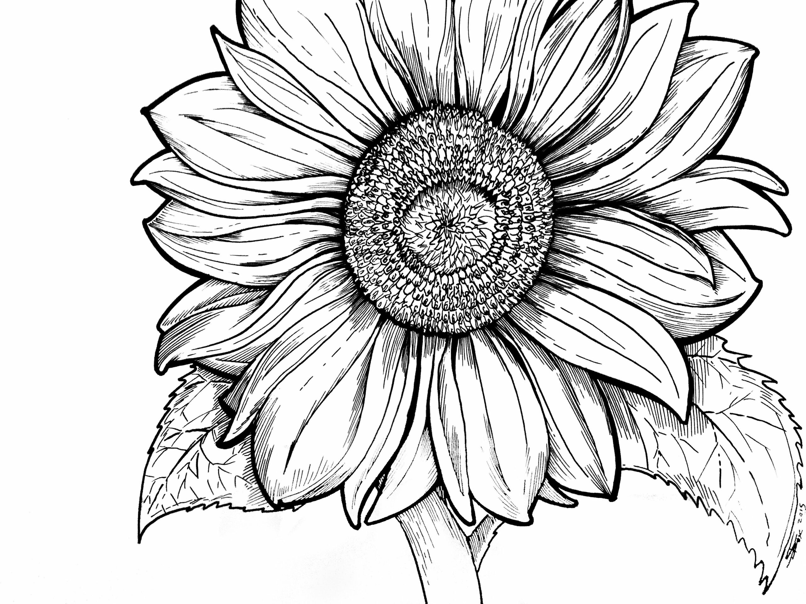 gambar sketsa bunga matahari hd