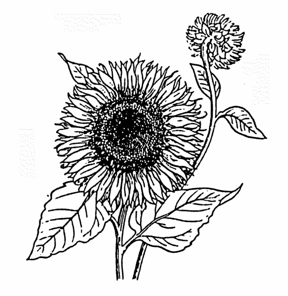 gambar sketsa bunga matahari mewarnai hd
