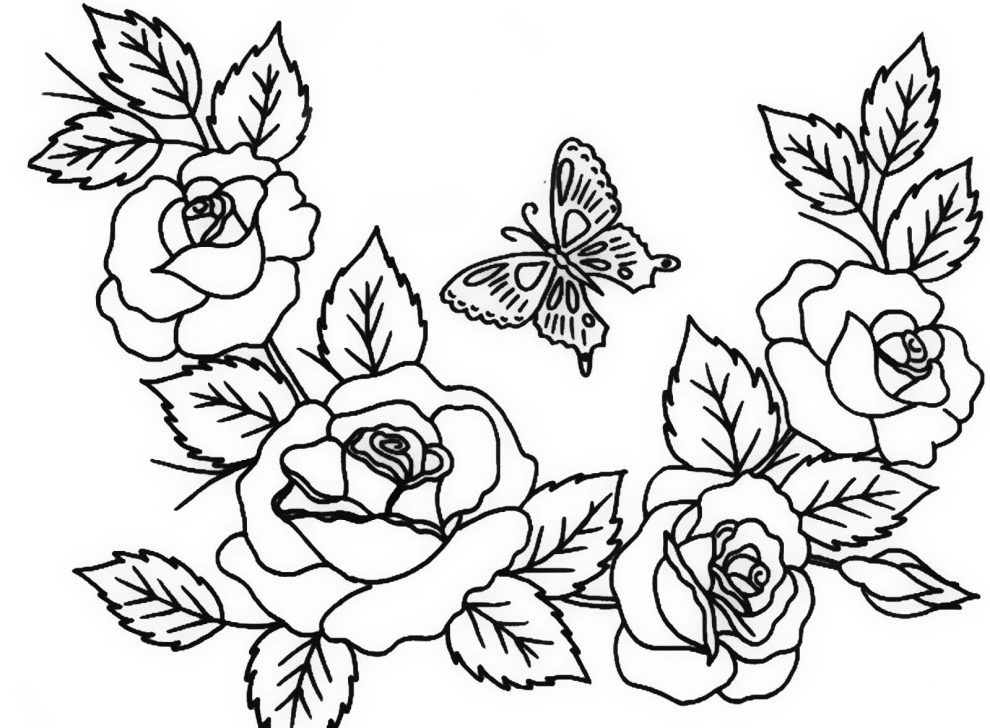 gambar sketsa bunga mawar dan kupu kupu