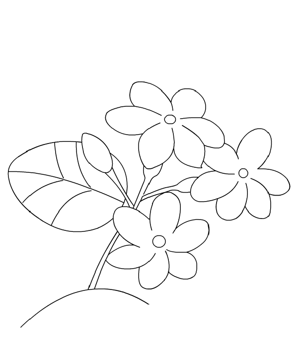 gambar sketsa bunga melati