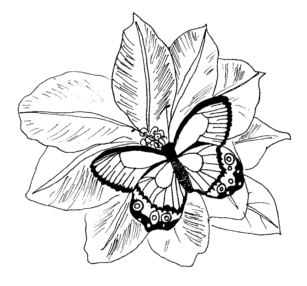 gambar sketsa bunga png