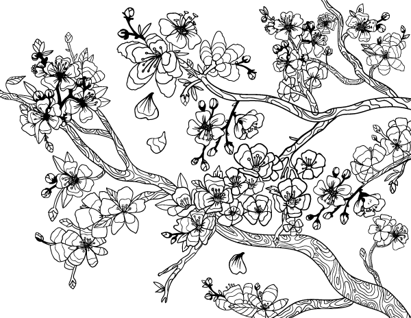 gambar sketsa bunga sakura