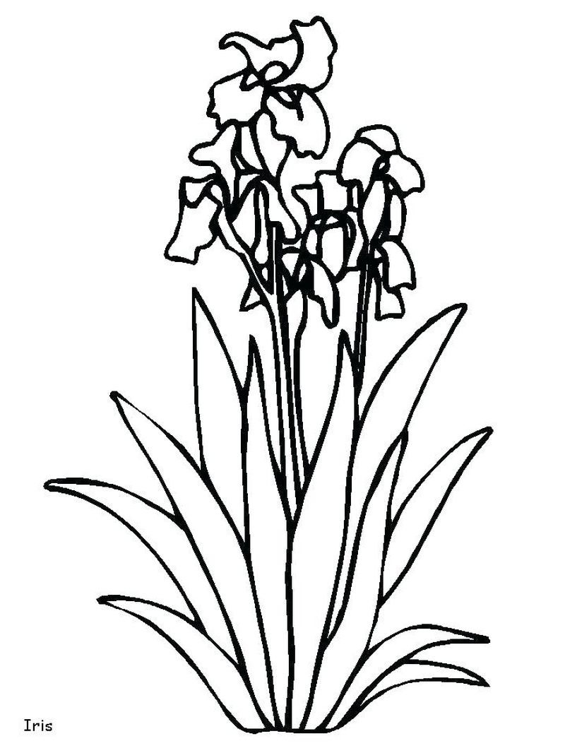 gambar sketsa bunga sederhana indah hd