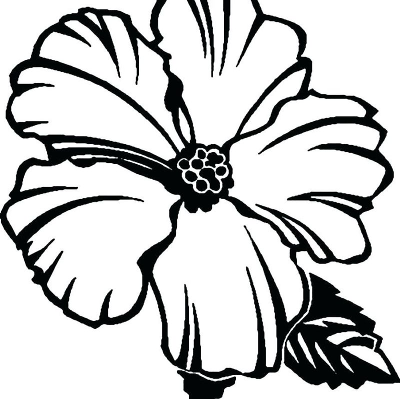 gambar sketsa bunga sederhana indah